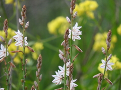 Asphodelus fistulosus