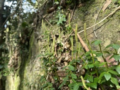 Peperomia tetraphylla