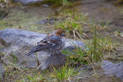Leucosticte nemoricola