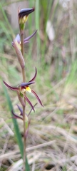 Lyperanthus suaveolens