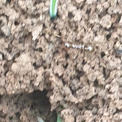 Aphaenogaster longiceps