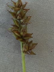 Carex spicata