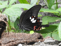 Papilio helenus