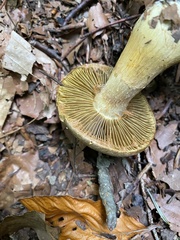 Cortinarius cotoneus