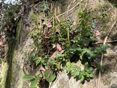 Peperomia tetraphylla