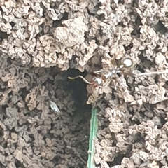 Aphaenogaster longiceps