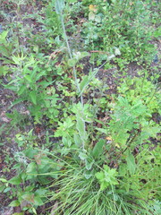 Bupleurum longiradiatum