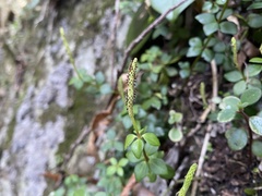 Peperomia tetraphylla
