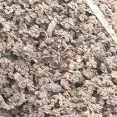 Aphaenogaster longiceps