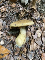 Cortinarius cotoneus