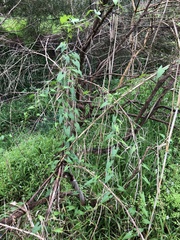 Calystegia marginata
