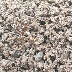 Aphaenogaster longiceps