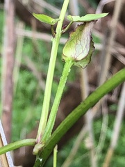 Calystegia marginata