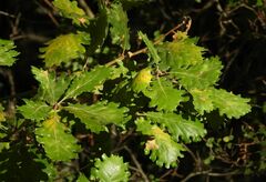 Quercus pubescens