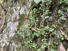 Peperomia tetraphylla