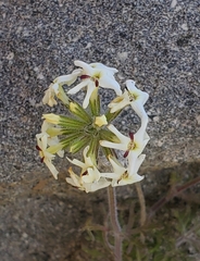 Glandularia sulphurea