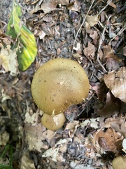 Cortinarius cotoneus