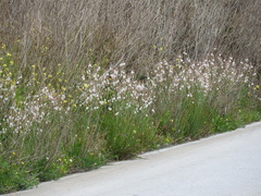 Asphodelus fistulosus