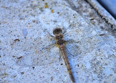 Sympetrum striolatum