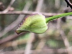 Calystegia marginata