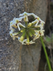 Glandularia sulphurea