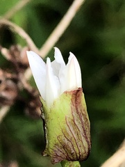 Calystegia marginata