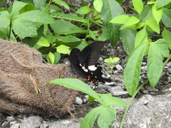 Papilio helenus