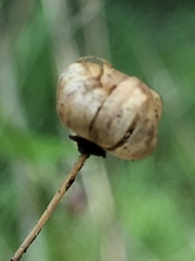 Calystegia marginata