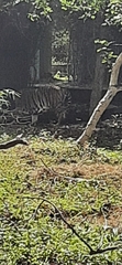 Panthera tigris tigris