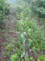 Bupleurum longiradiatum