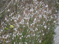 Asphodelus fistulosus