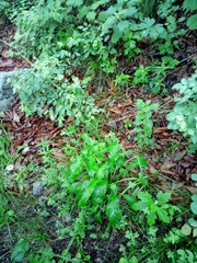 Bupleurum longiradiatum