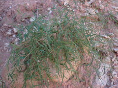 Euphorbia aaron-rossii