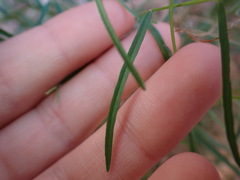 Euphorbia aaron-rossii