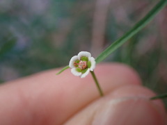 Euphorbia aaron-rossii