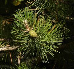 Pinus nigra