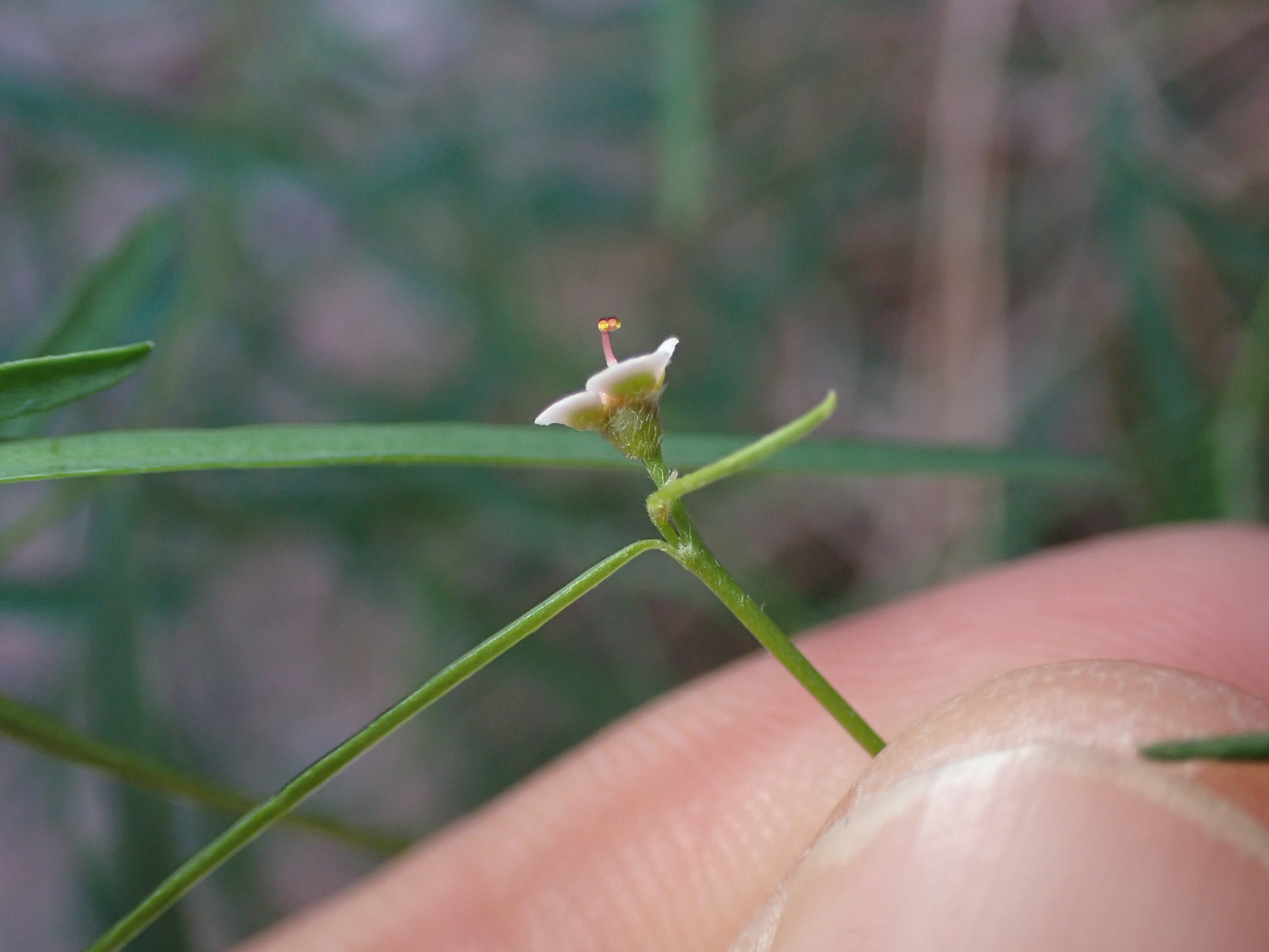 Euphorbia aaron-rossii