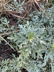 Ambrosia chamissonis