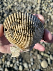 Clinocardium nuttallii
