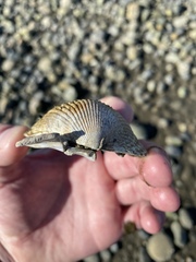 Clinocardium nuttallii