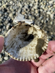 Clinocardium nuttallii