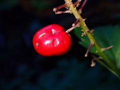 Actaea rubra