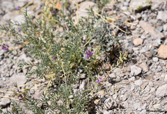 Astragalus allochrous