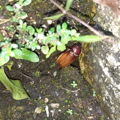 Scarabaeidae