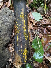 Calycina citrina