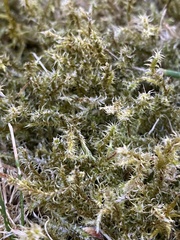 Rhytidiadelphus squarrosus