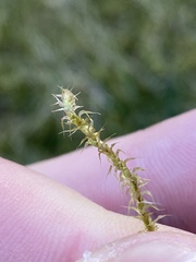 Rhytidiadelphus squarrosus