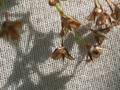 Luzula forsteri