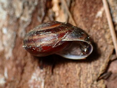 Monadenia mormonum