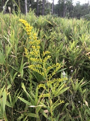 Solidago latissimifolia